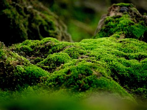 The Ancient Art of Moss Growing: Tips and Techniques